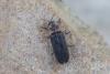 Lampyris sp.